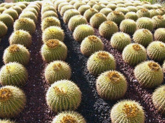 Echinocactus grussonii_3